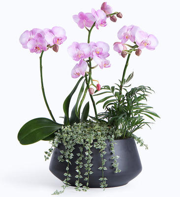 蝴蝶蘭葉子裂開(kāi)原因解析與科學(xué)養(yǎng)護(hù)指南